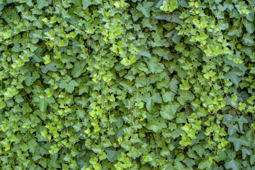 English ivy on wall