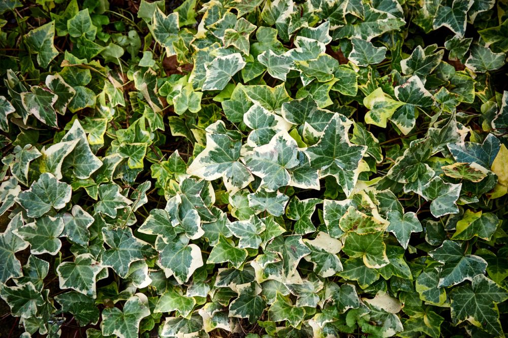 How to Kill English Ivy and Ensure This Invasive Plant Stays Gone for Good