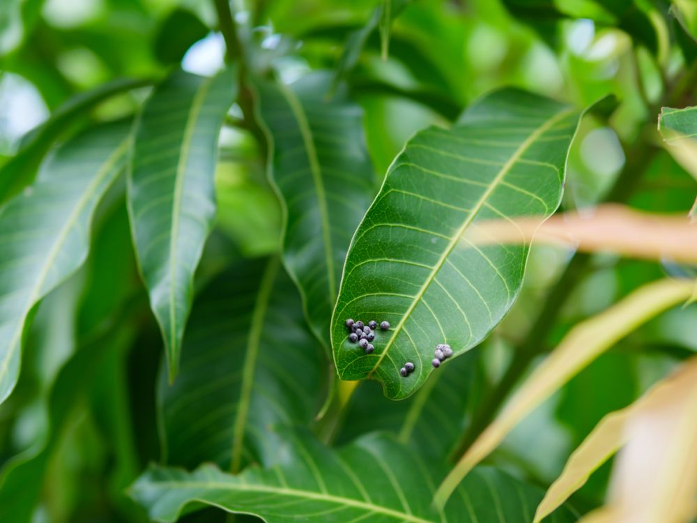 black aphid on mango leaf