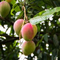 how to grow mango from seed