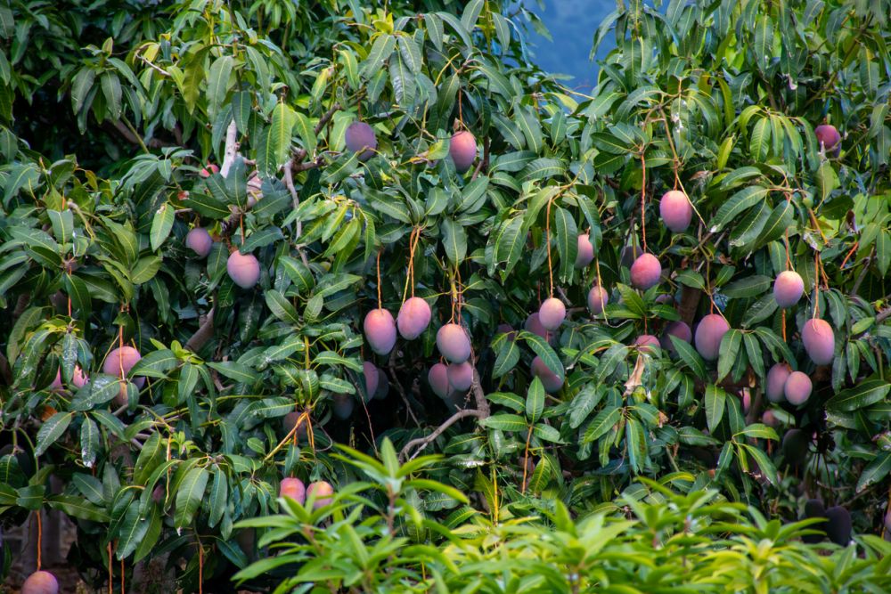 growing mango trees