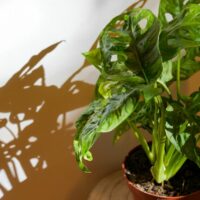 How to repot a large plant