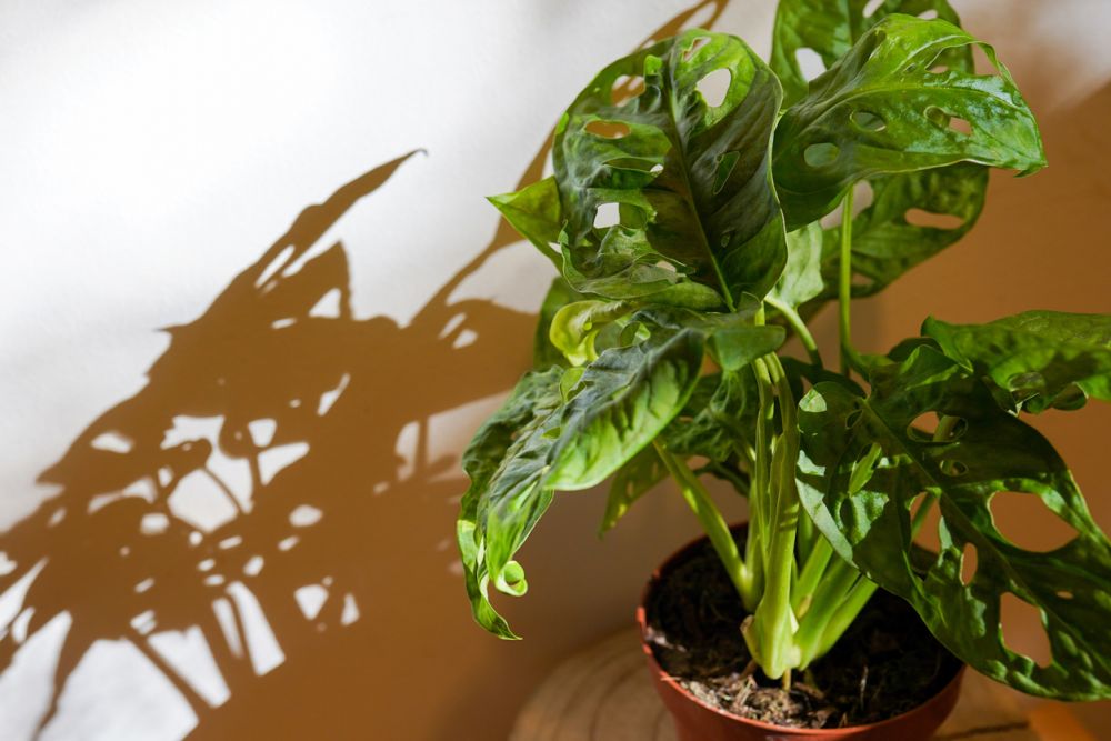 How to repot a large plant
