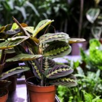 How to repot a prayer plant