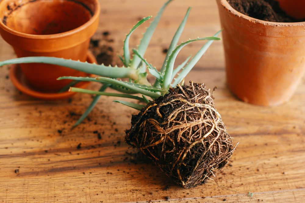How to repot a root bound plant