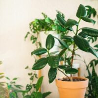 How to repot a rubber plant