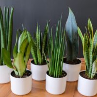 How to repot a snake plant