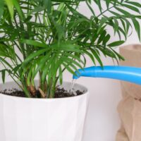How to repot an indoor palm plant