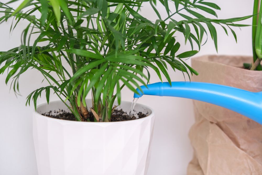 How to repot an indoor palm plant