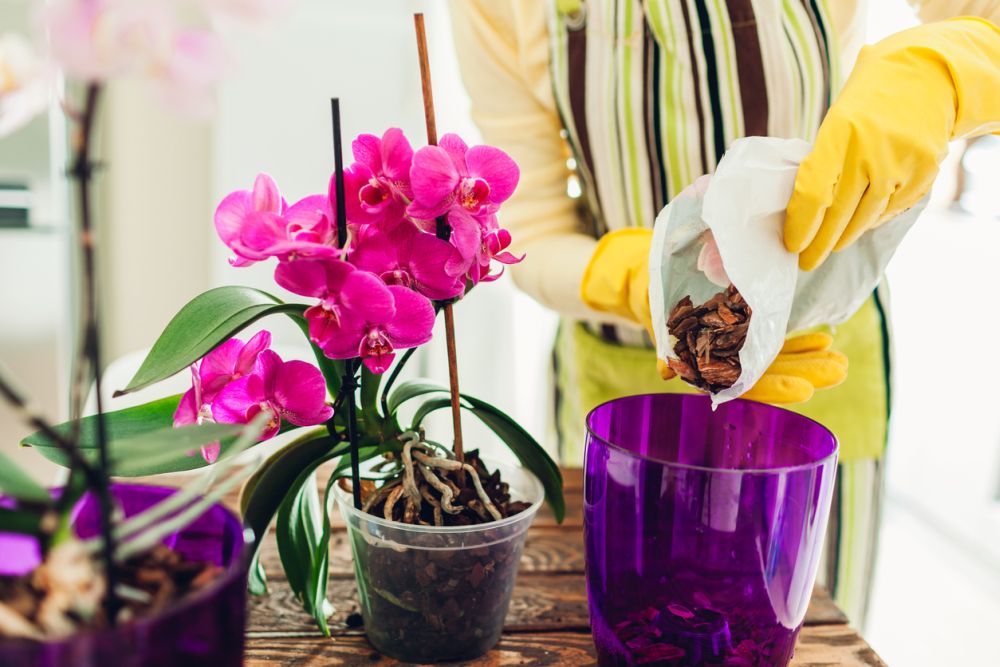 How to repot an orchid plant