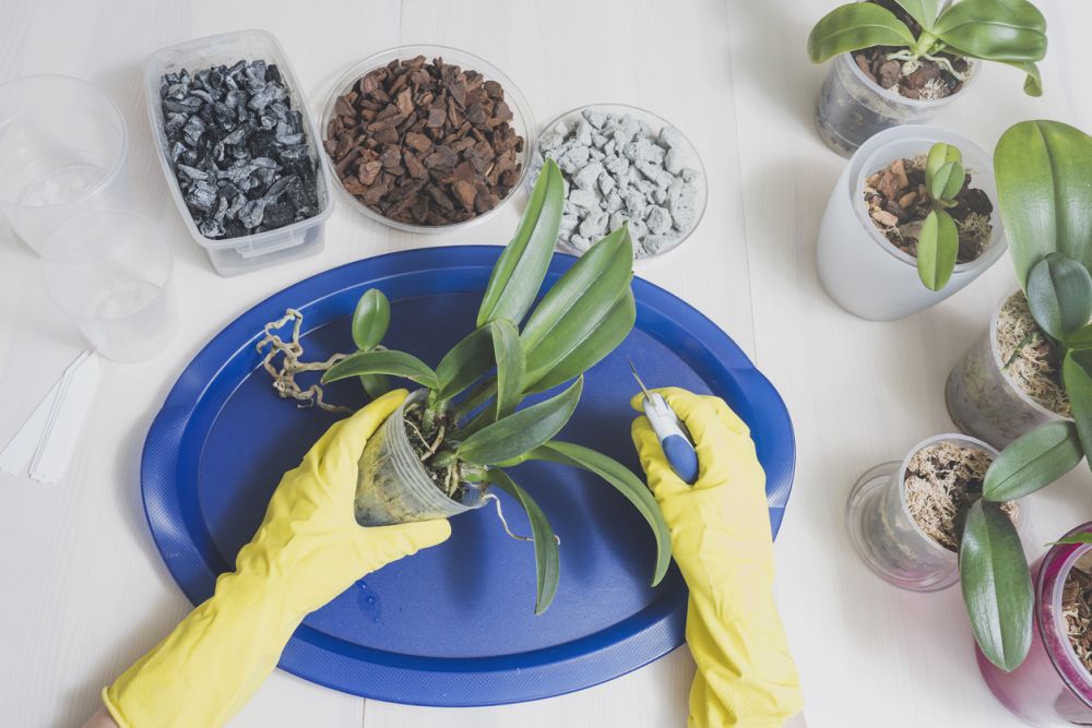 Repotting an orchid plant
